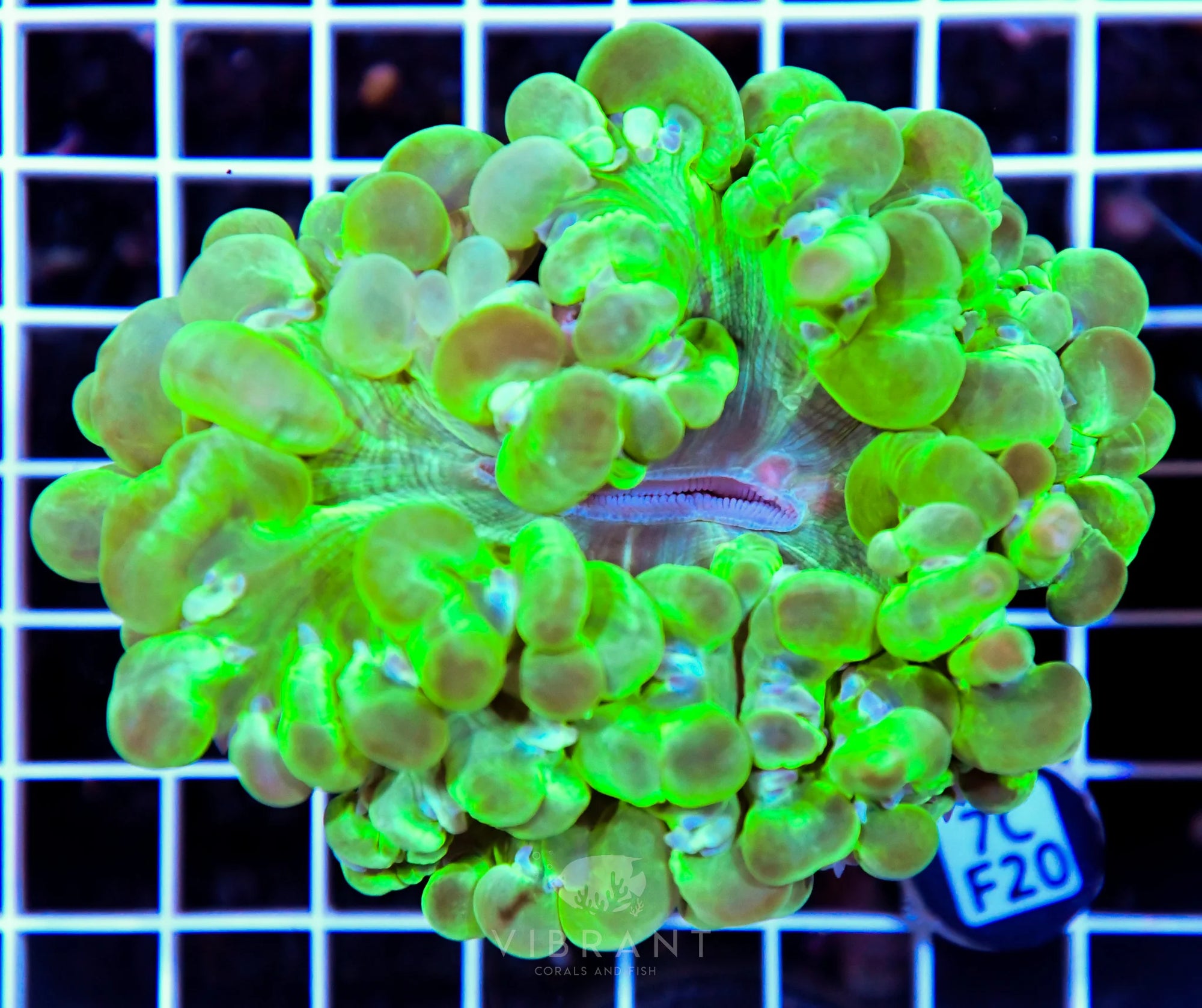 Bubble Coral INDO W