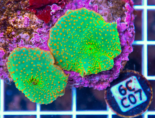 Mushroom INDO