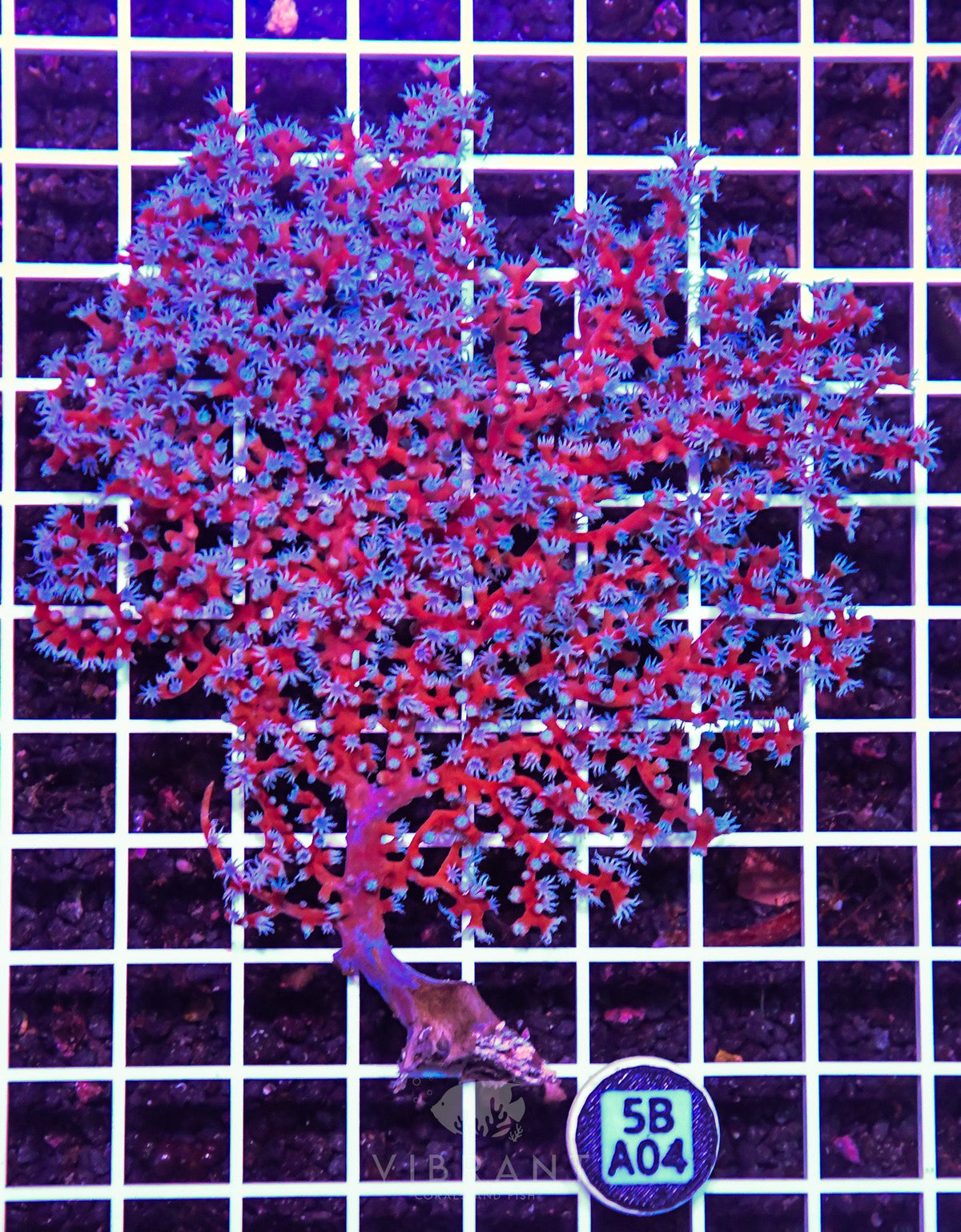 Gorgonian INDO