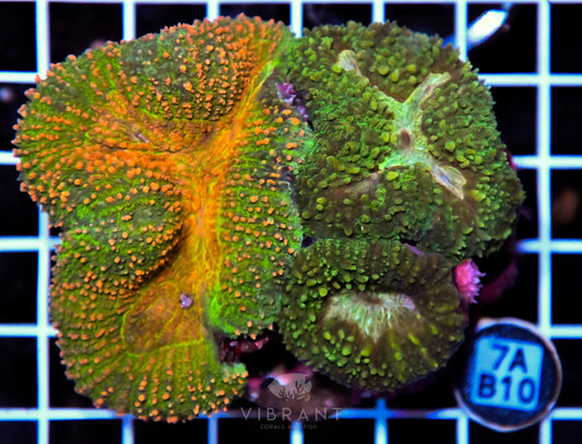 Symphyllia INDO