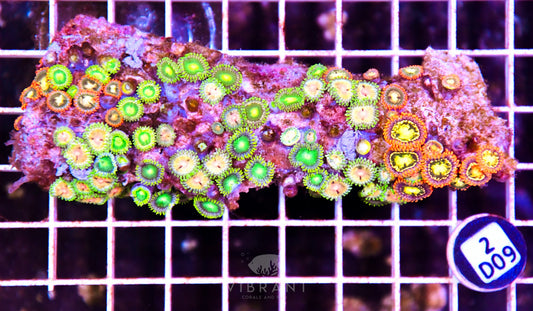 Zoa AUS