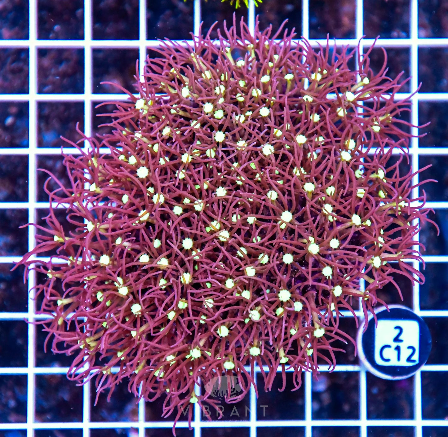 Star Polyp INDO W