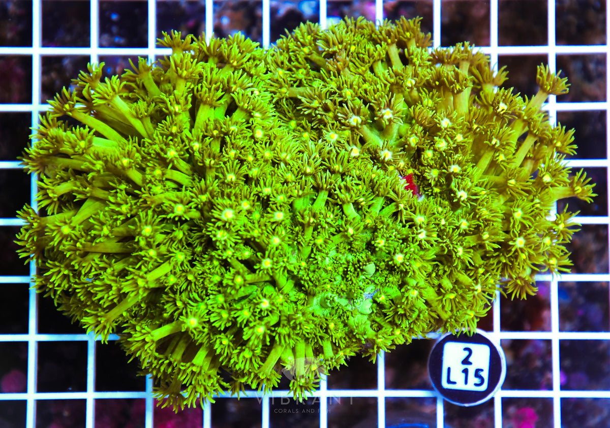 Goniopora AUS
