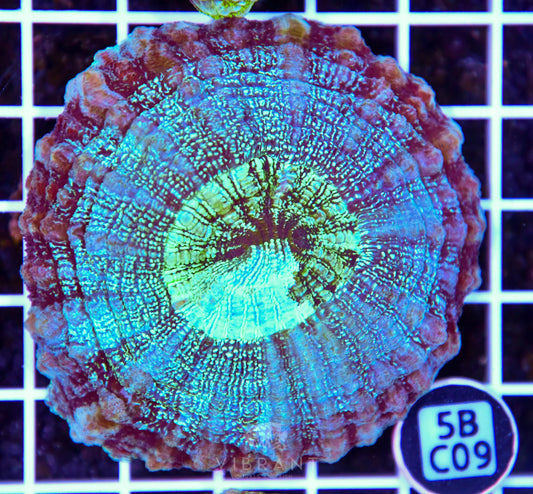Acanthophyllia AUS