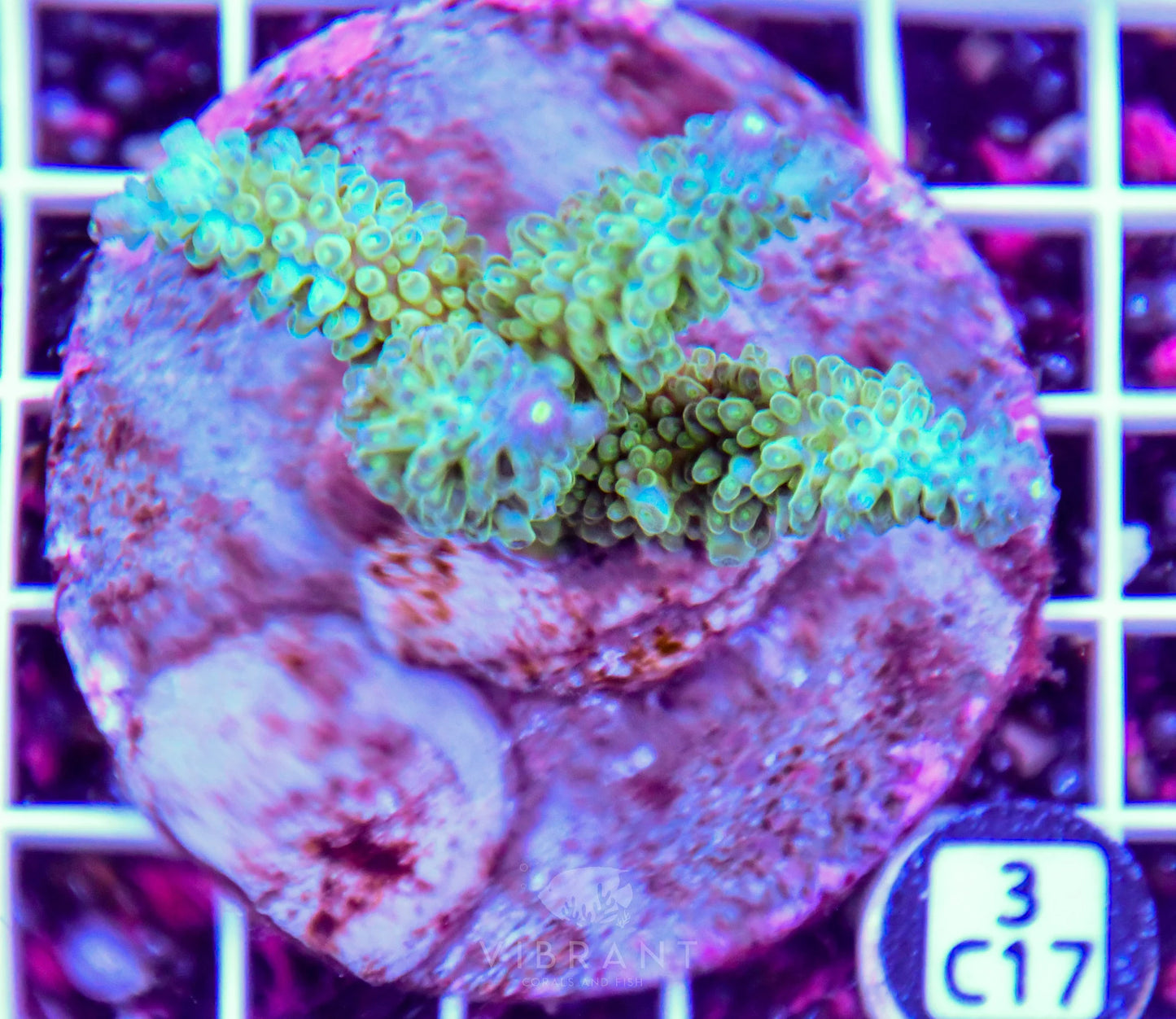 Acro INDO
