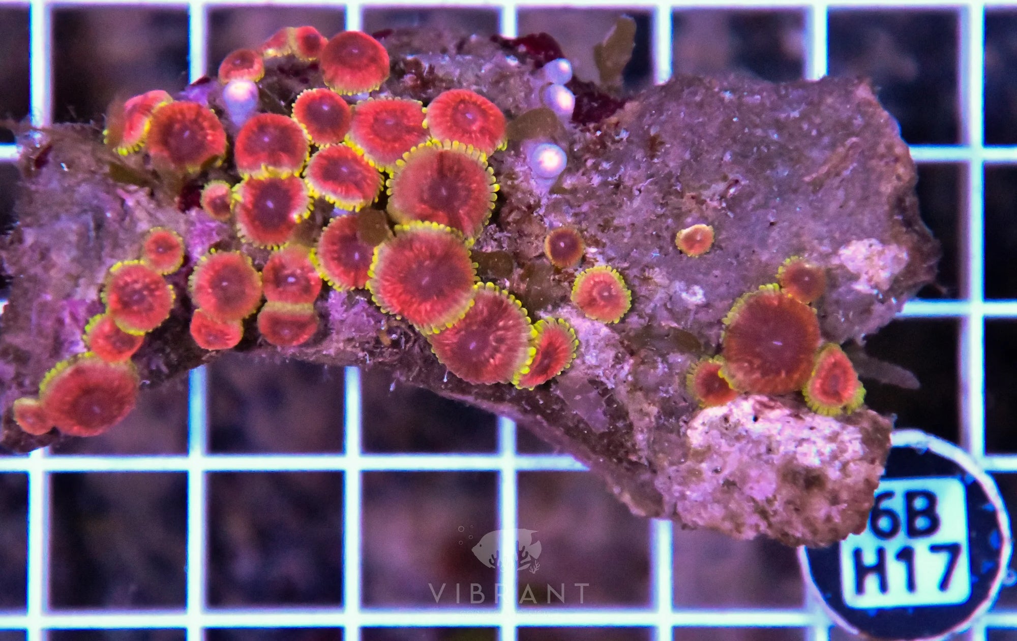 Zoa INDO W