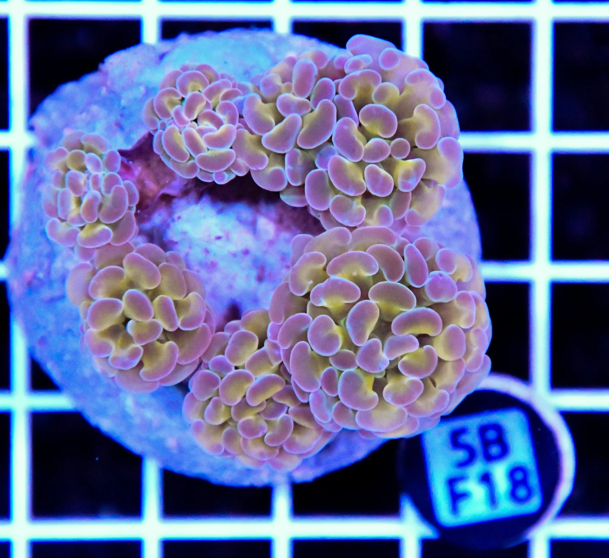 Hammer Branching INDO Halogram