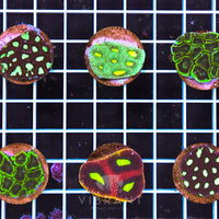 Frag Favia 10 Pack AQ SAMPLE