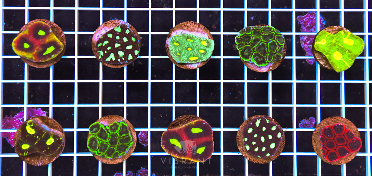 Frag Favia 10 Pack AQ SAMPLE