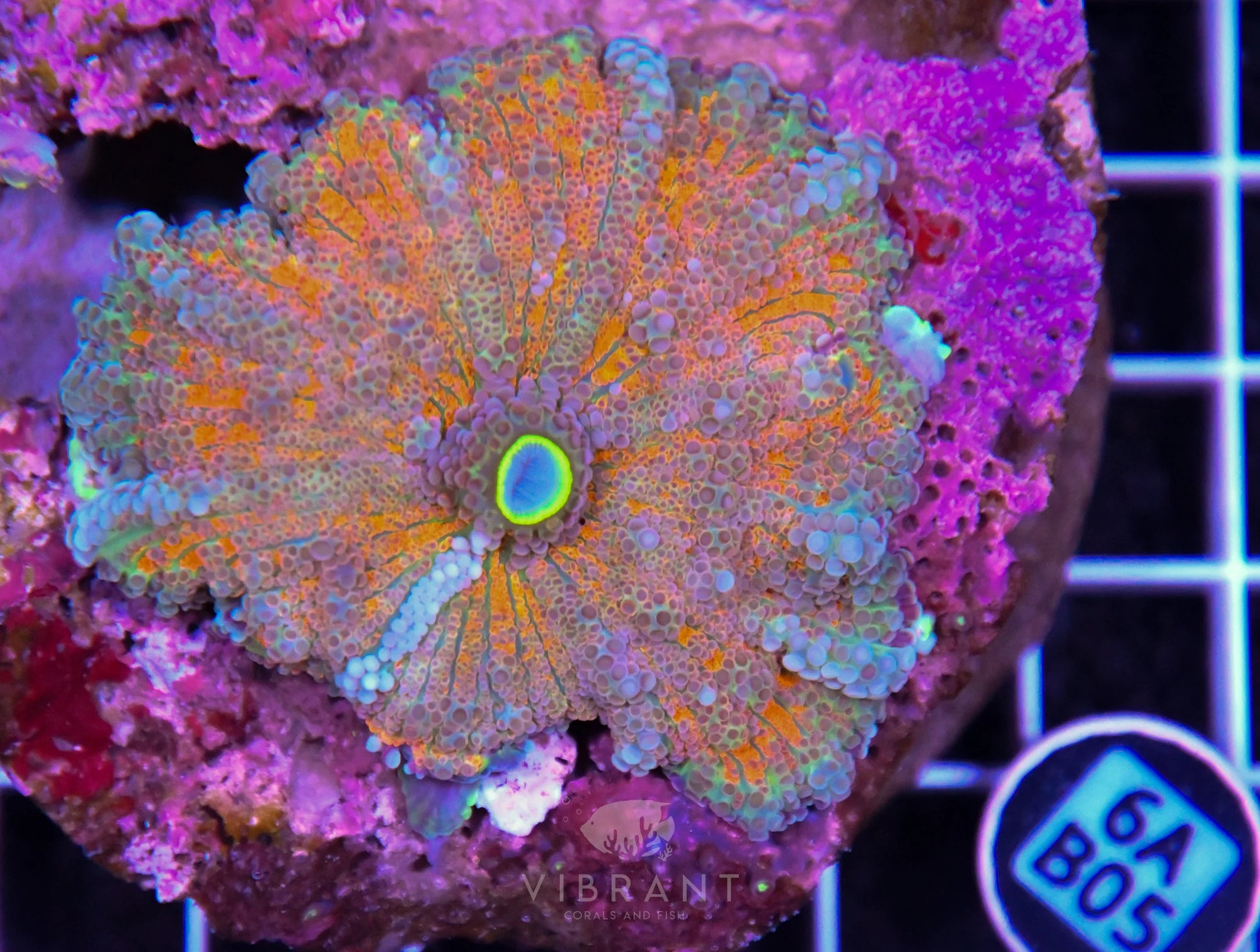 Mushroom INDO XXL