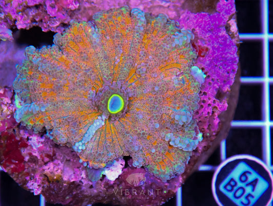 Mushroom INDO XXL