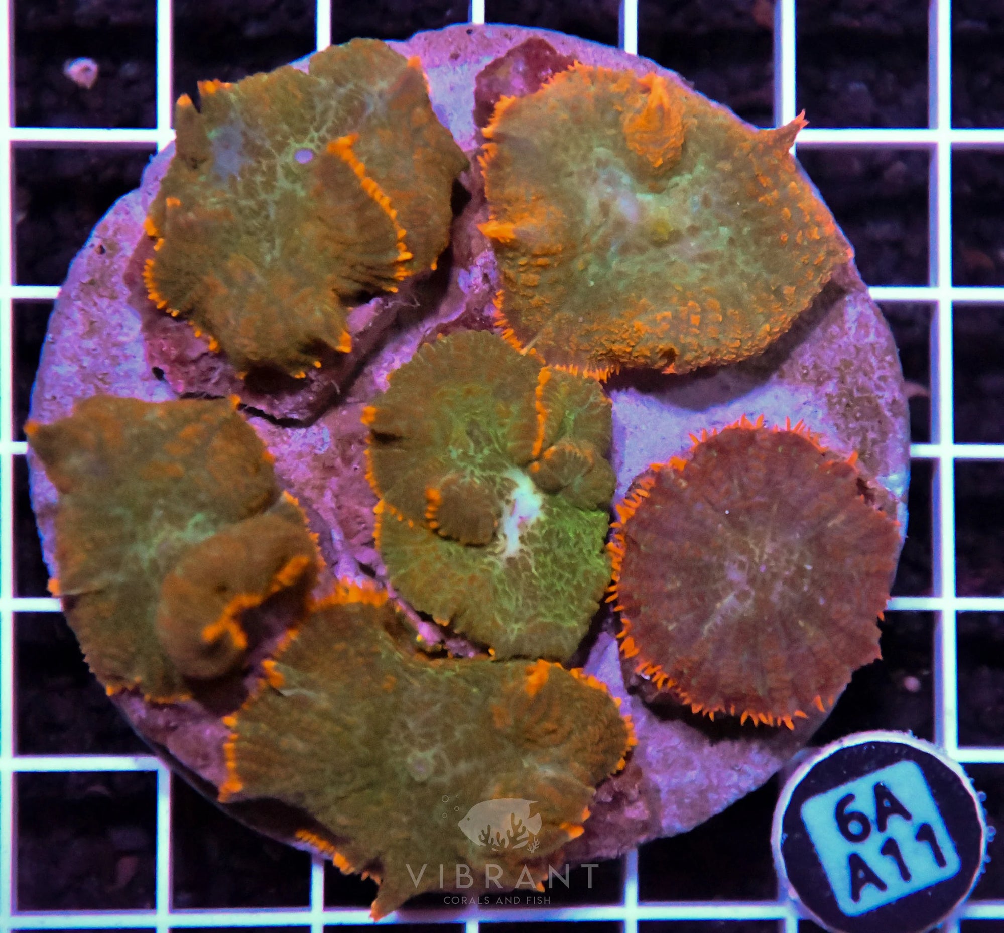 Mushroom INDO