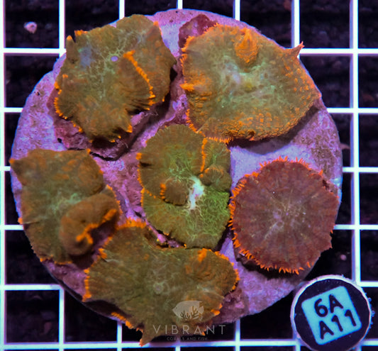 Mushroom INDO
