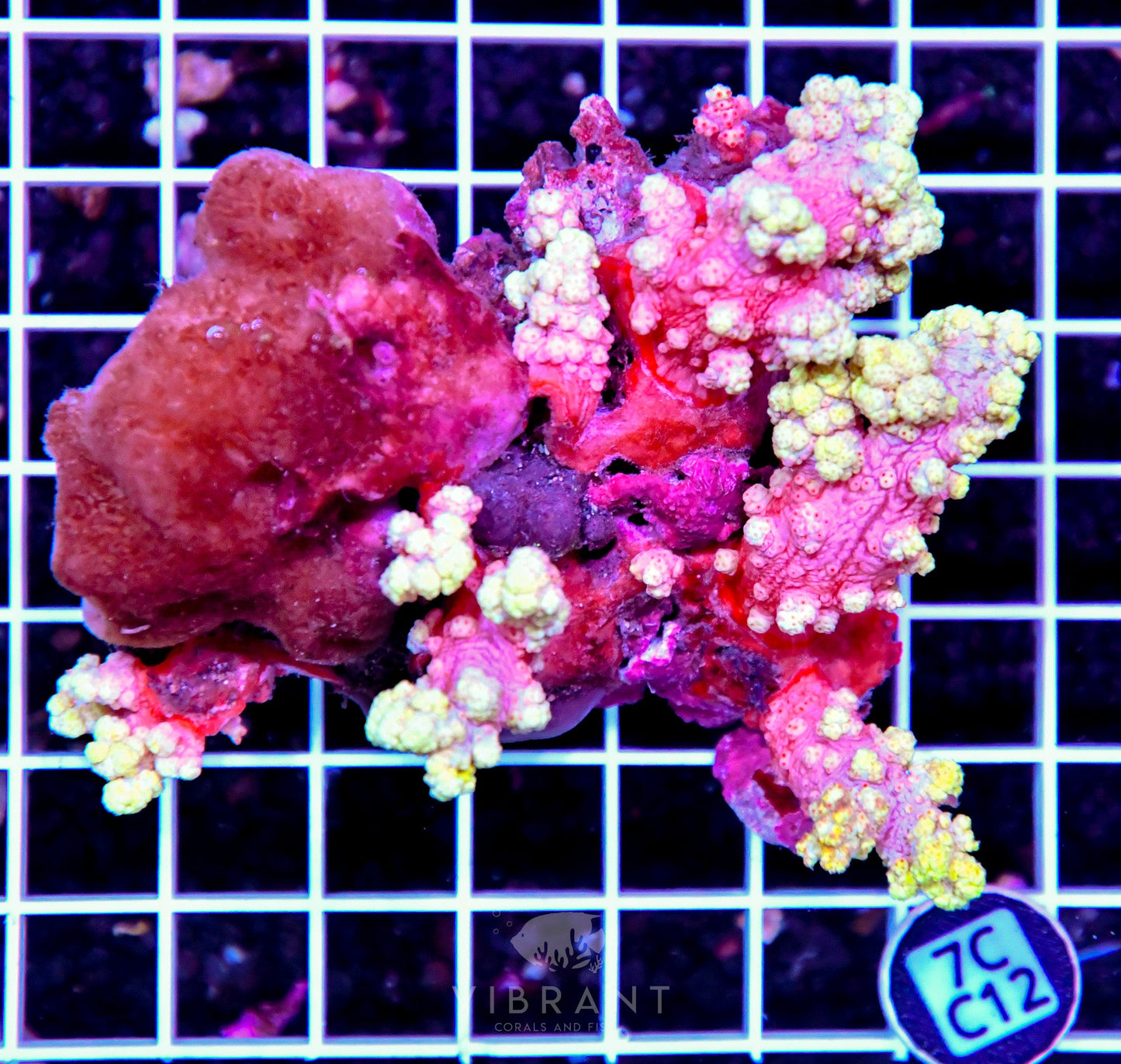 Carnation Coral INDO W
