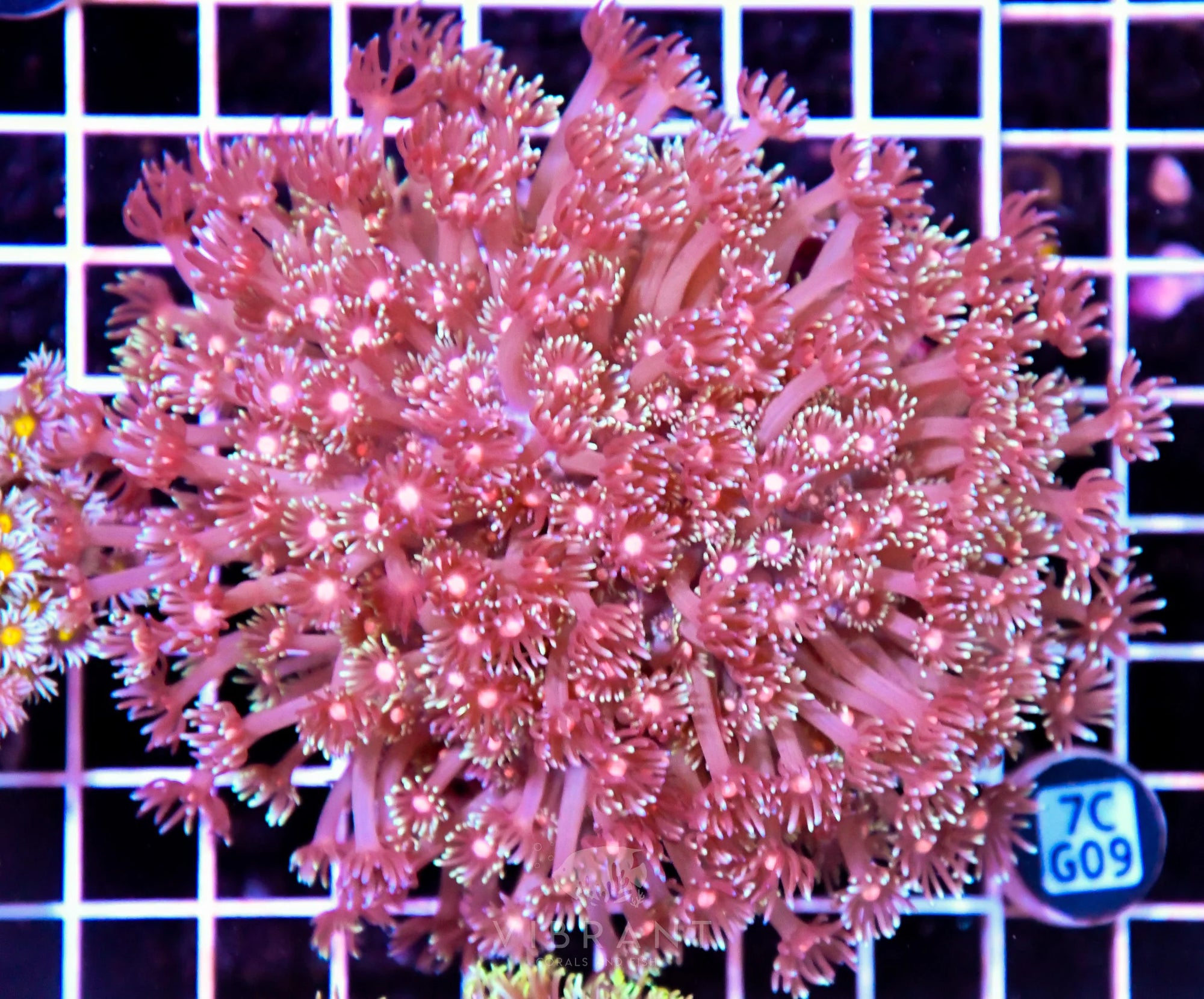 Goniopora INDO W