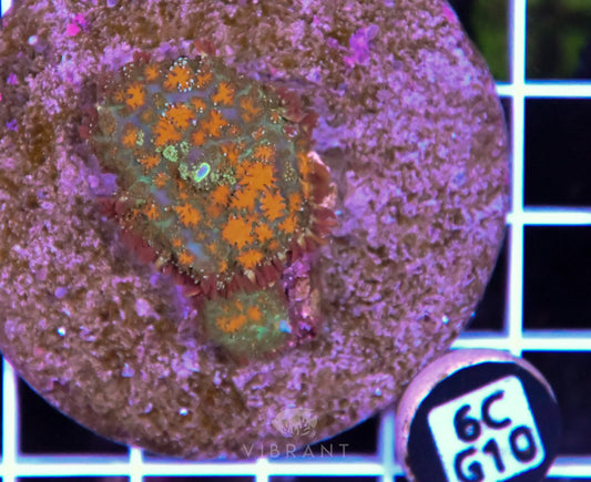 Mushroom INDO