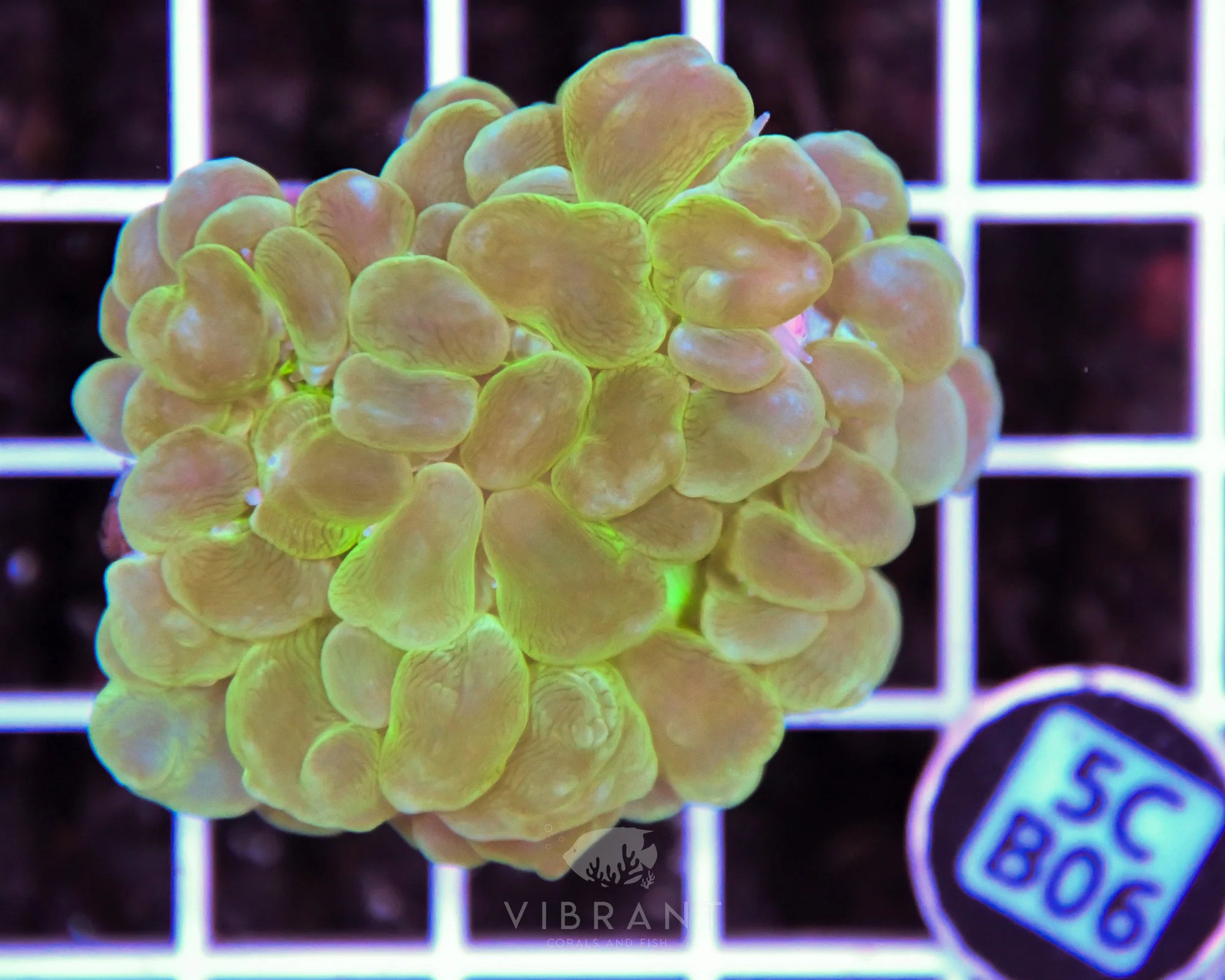 Bubble Coral AUS