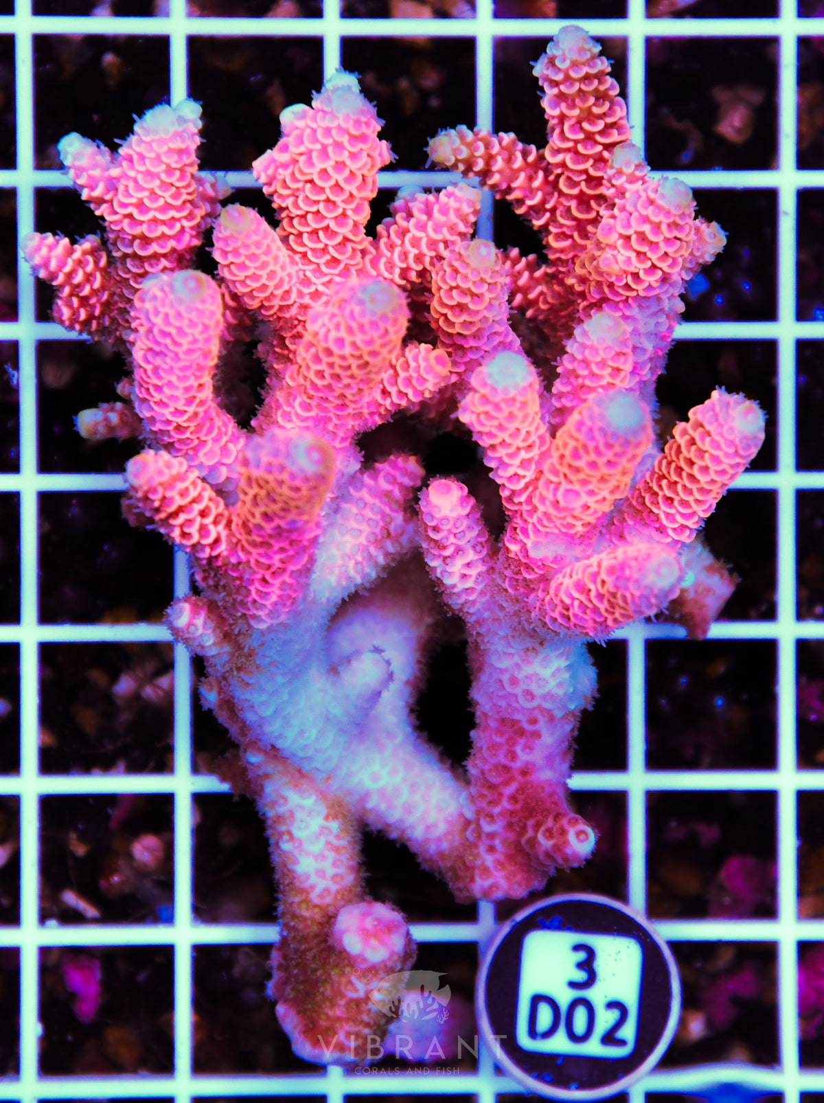 Acro AUS