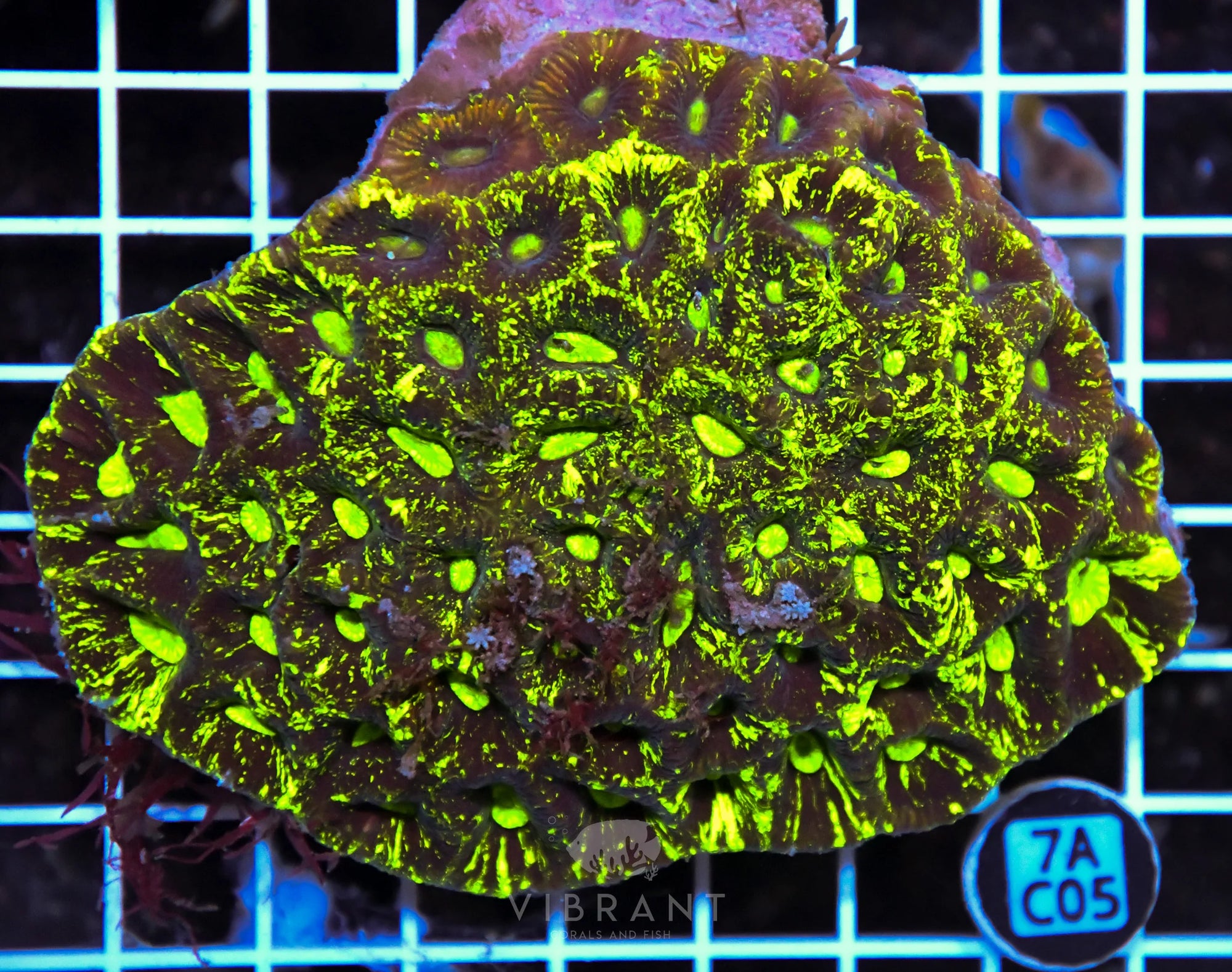 Goniastrea AUS