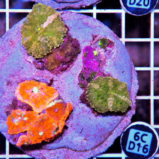 Mushroom INDO