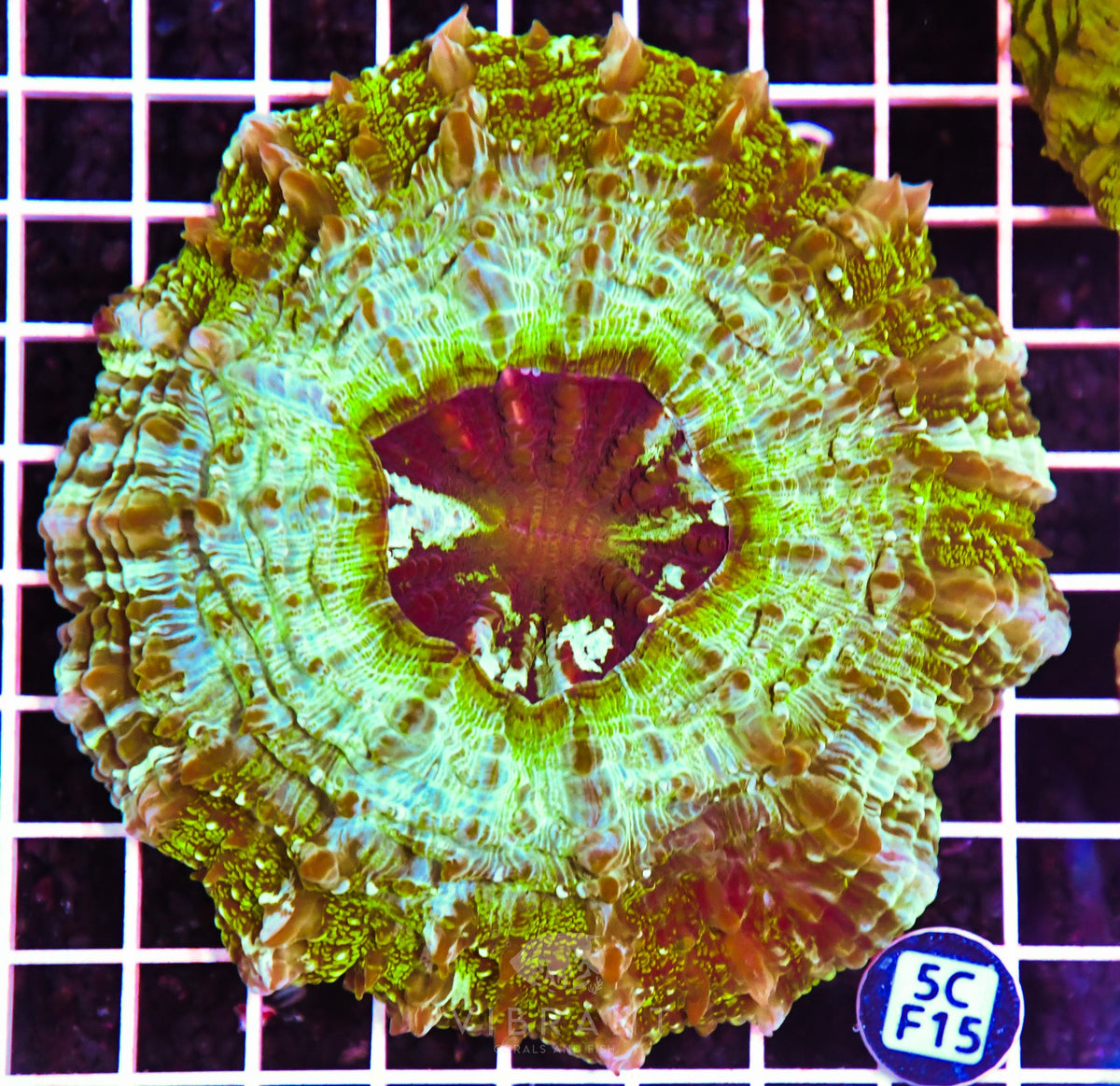 Acanthophyllia AUS