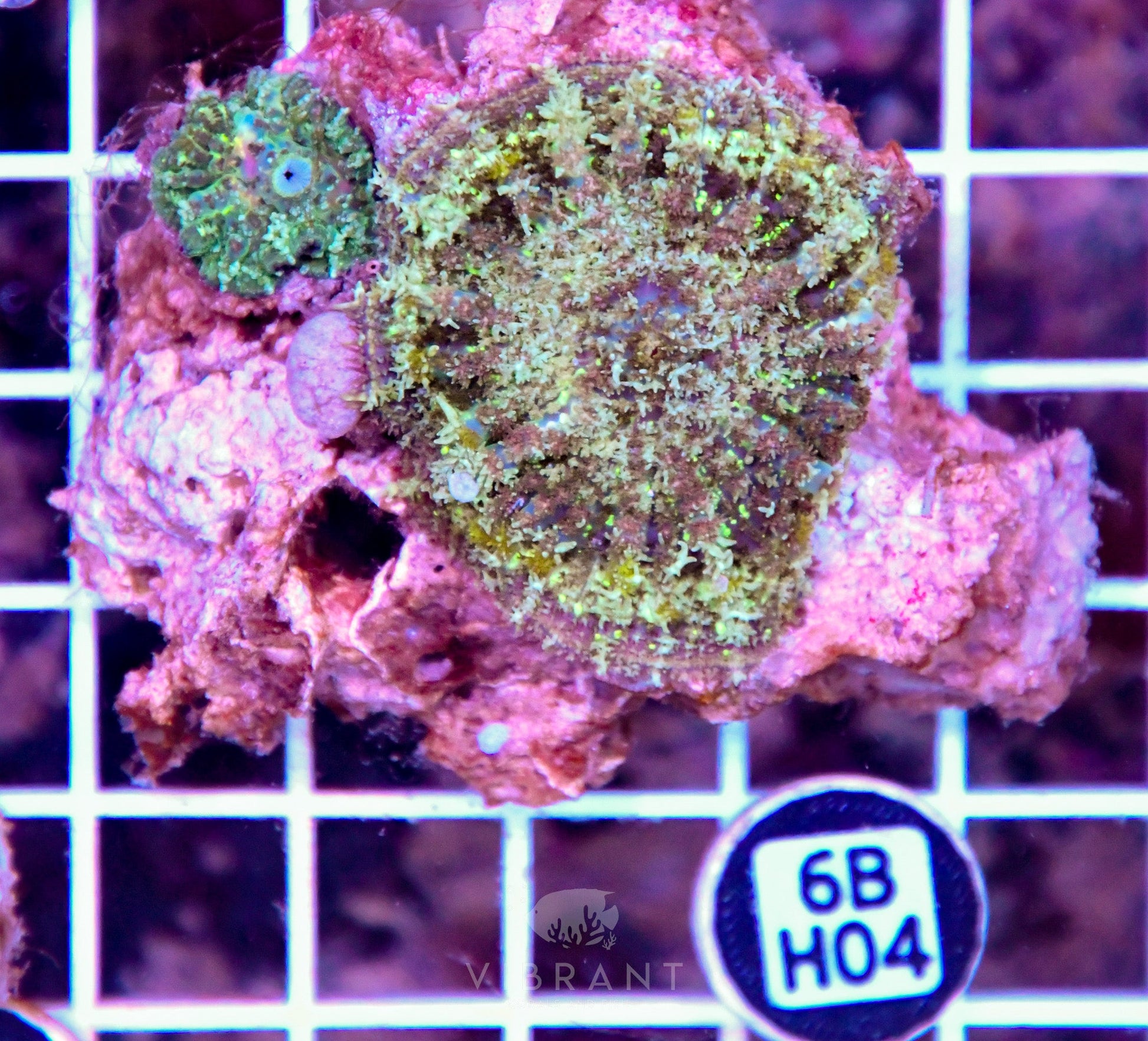 Mushroom INDO