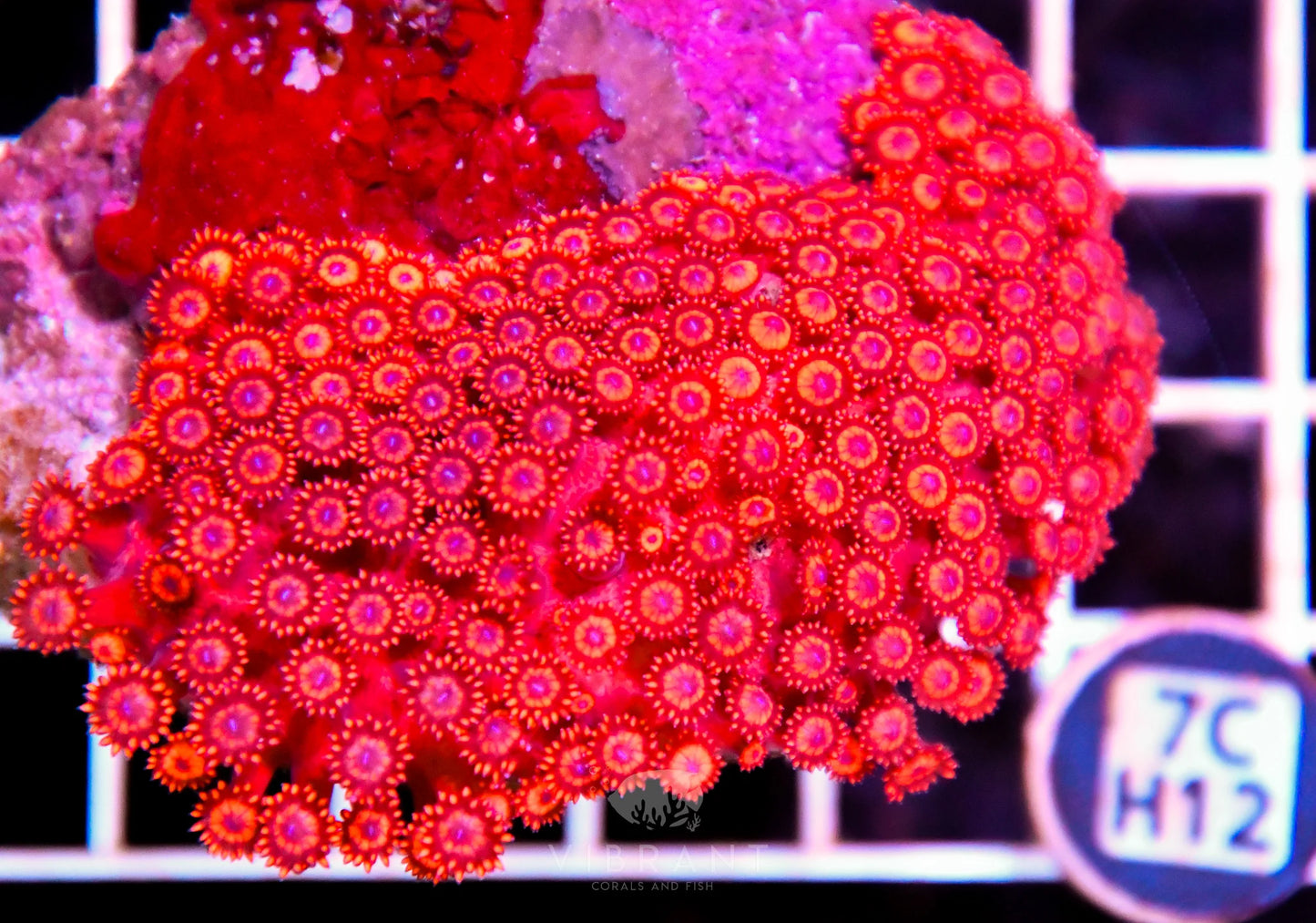 Goniopora INDO W