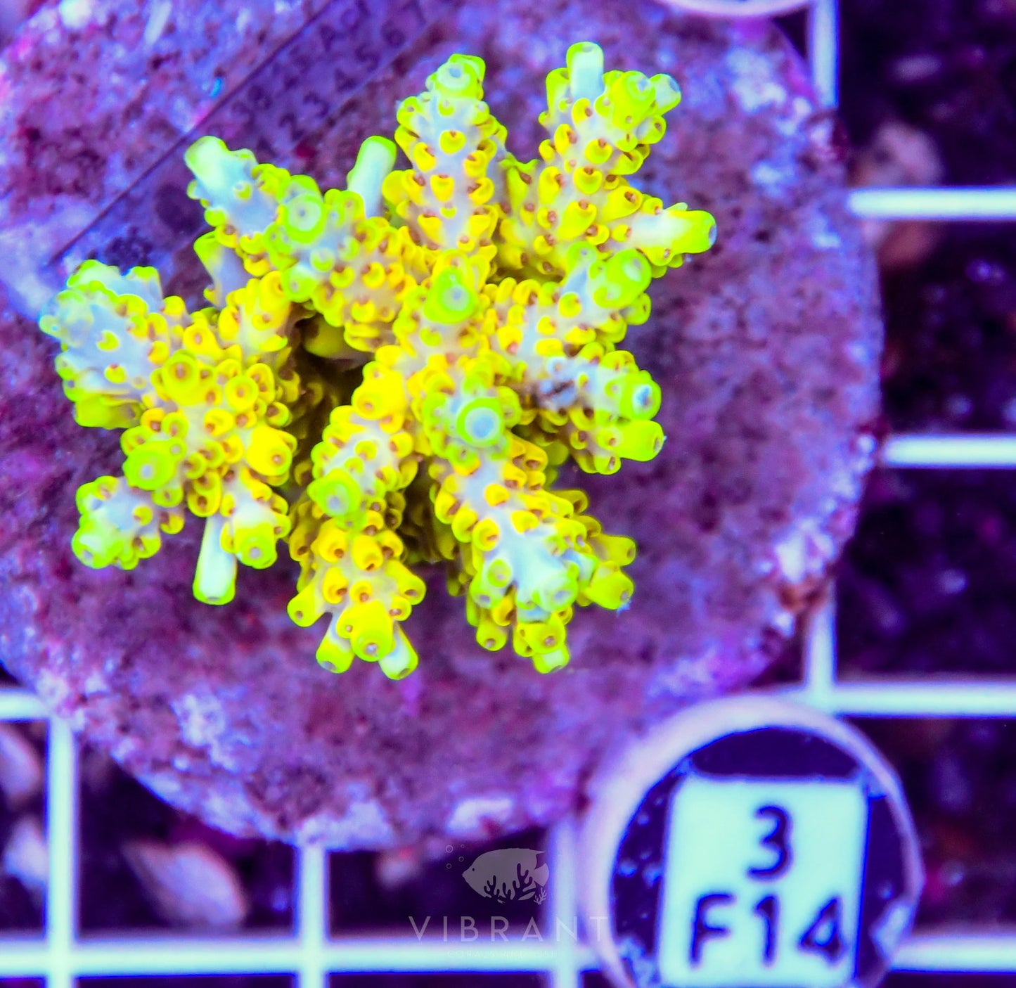 Acro INDO