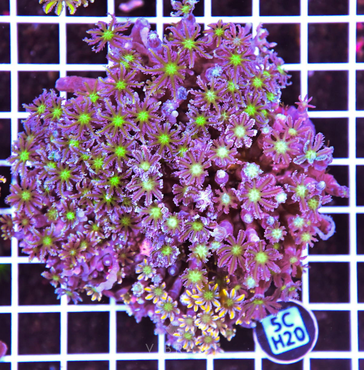 Clove Polyp INDO