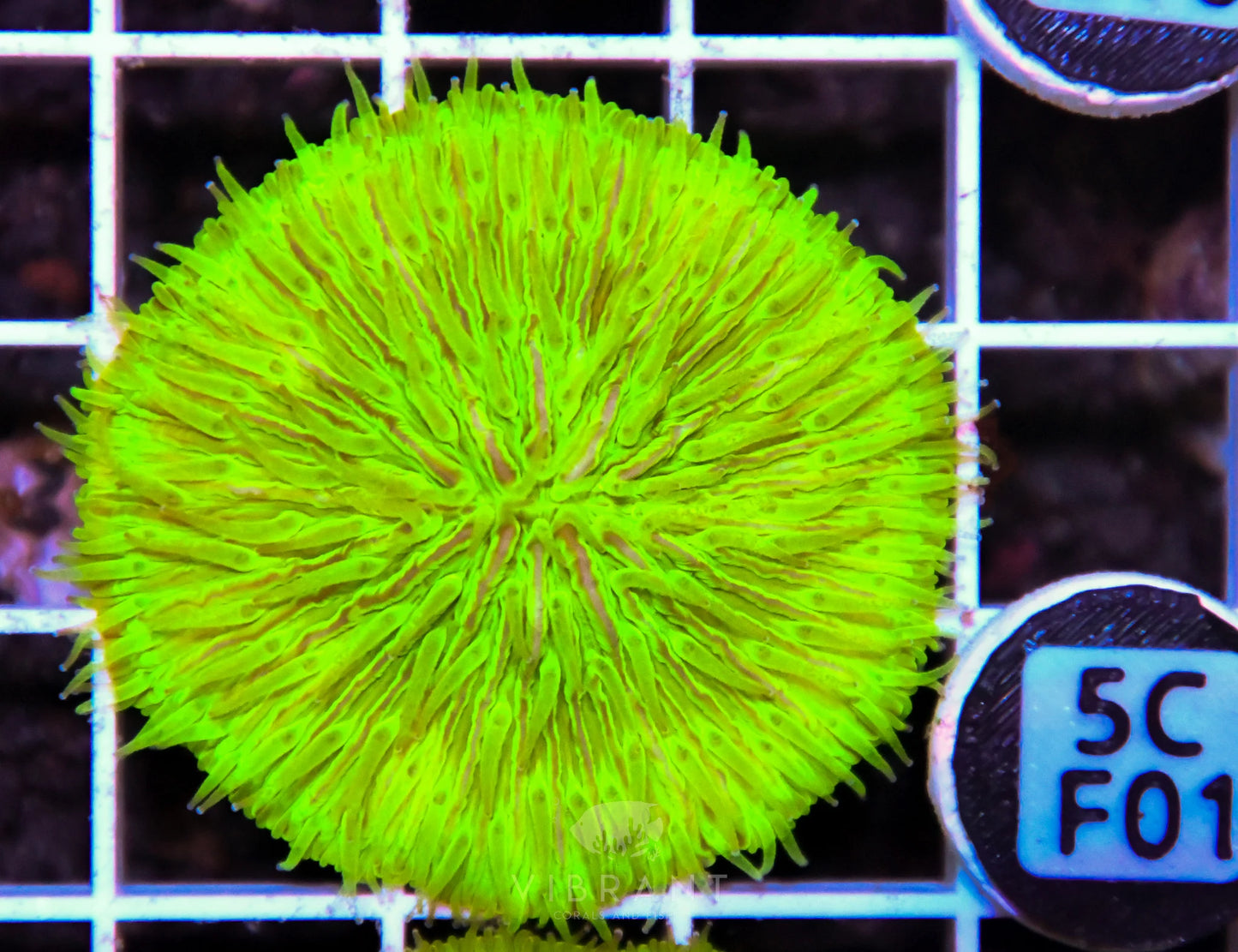 Fungia AUS