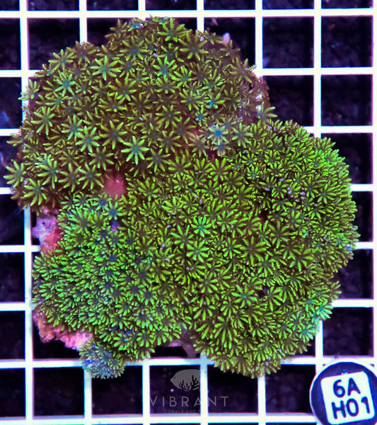 Blue Sympodium INDO W