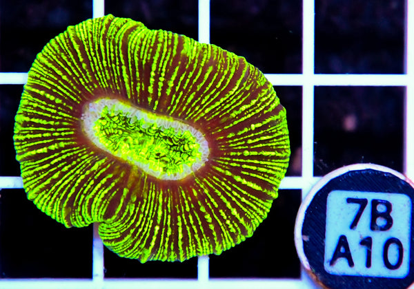 Trachy NEON AUS