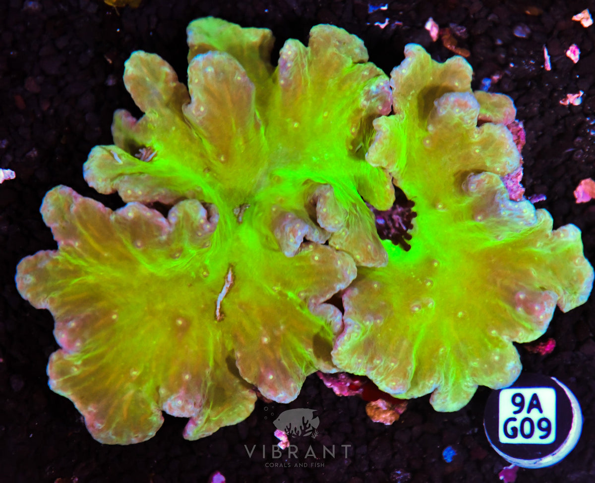 Cabbage Coral INDO W