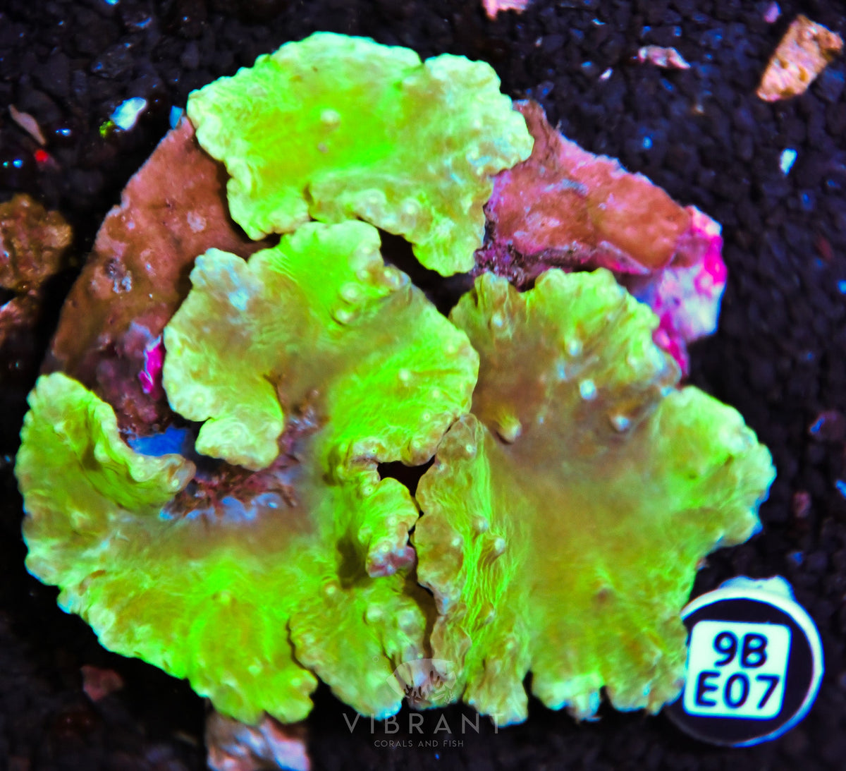 Cabbage Coral INDO W
