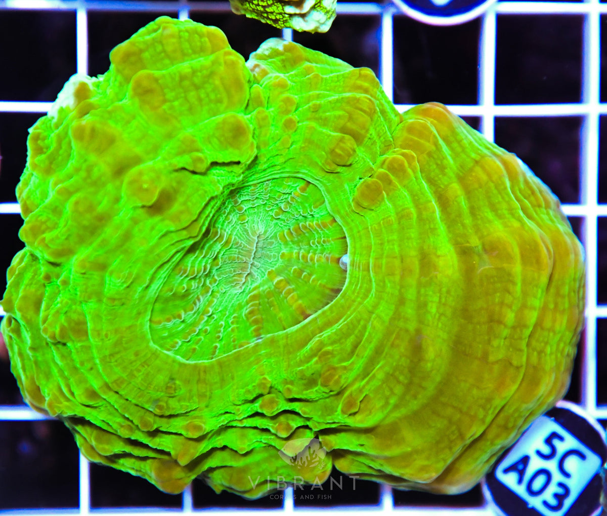Acanthophyllia AUS