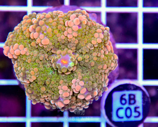 Mushroom INDO