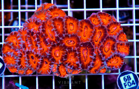 Acan Lord AUS