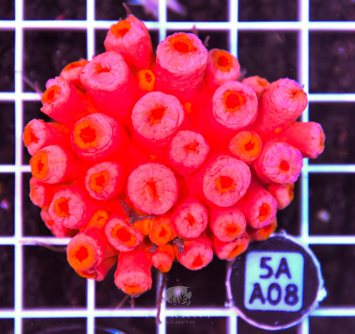 Sun Coral INDO