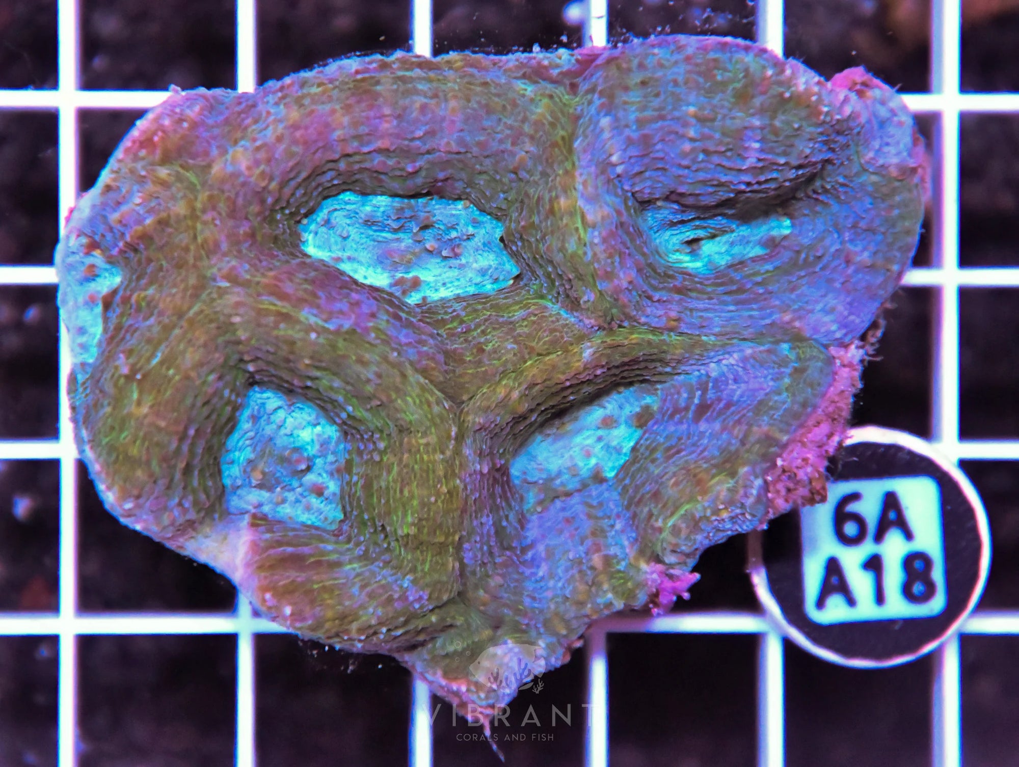 Acan Bower AUS