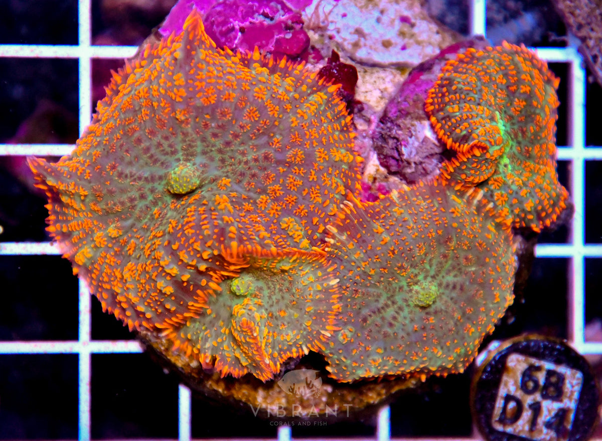 Mushroom INDO JUMBO