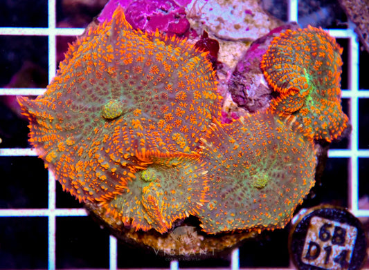 Mushroom INDO JUMBO