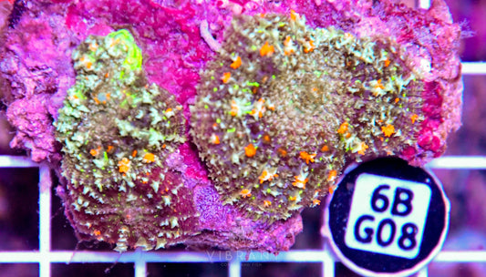 Mushroom INDO