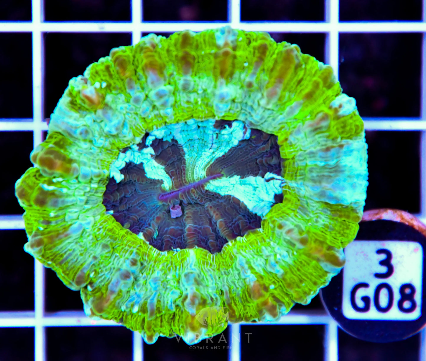 Acanthophyllia AUS