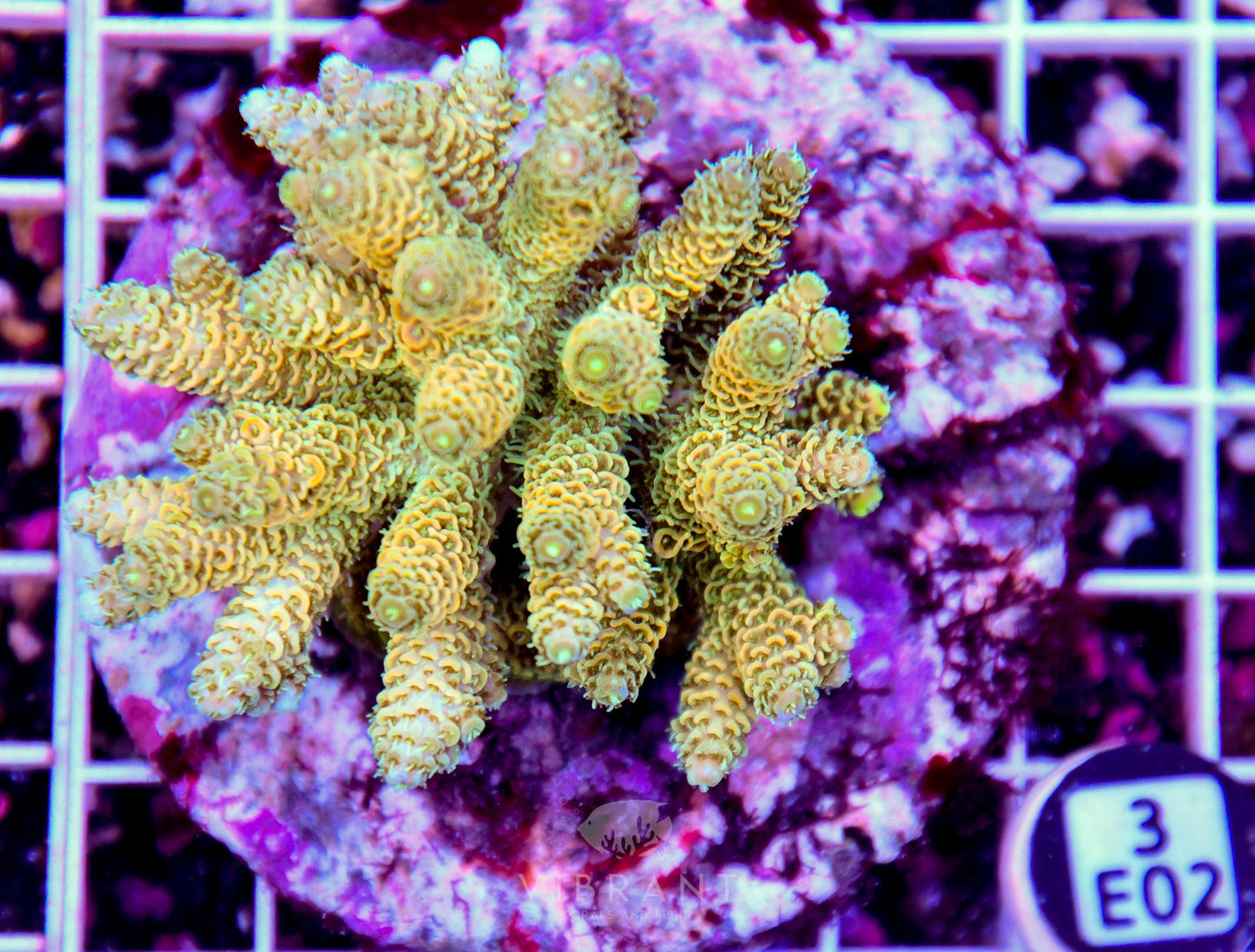 Acro INDO