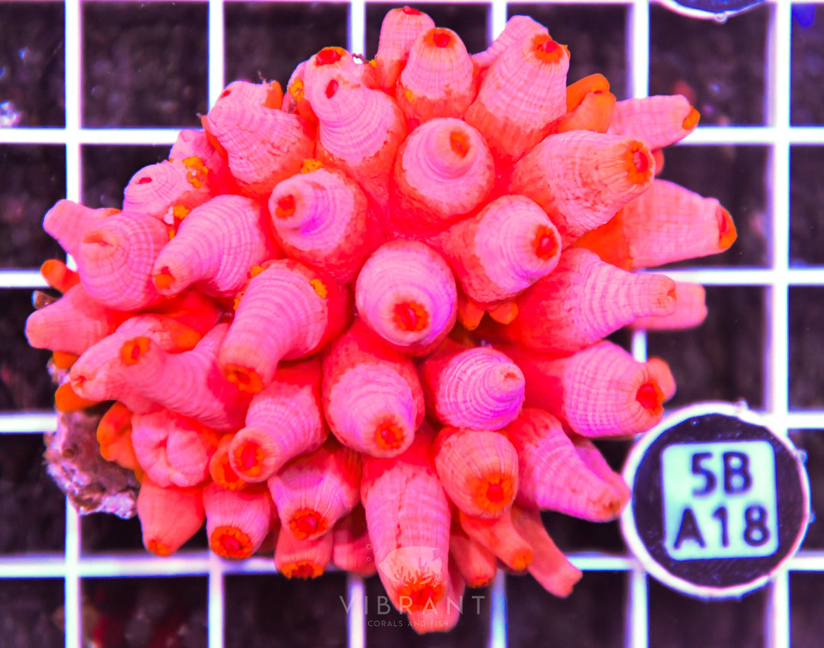 Sun Coral INDO