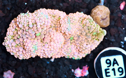 Ricordea Mushroom