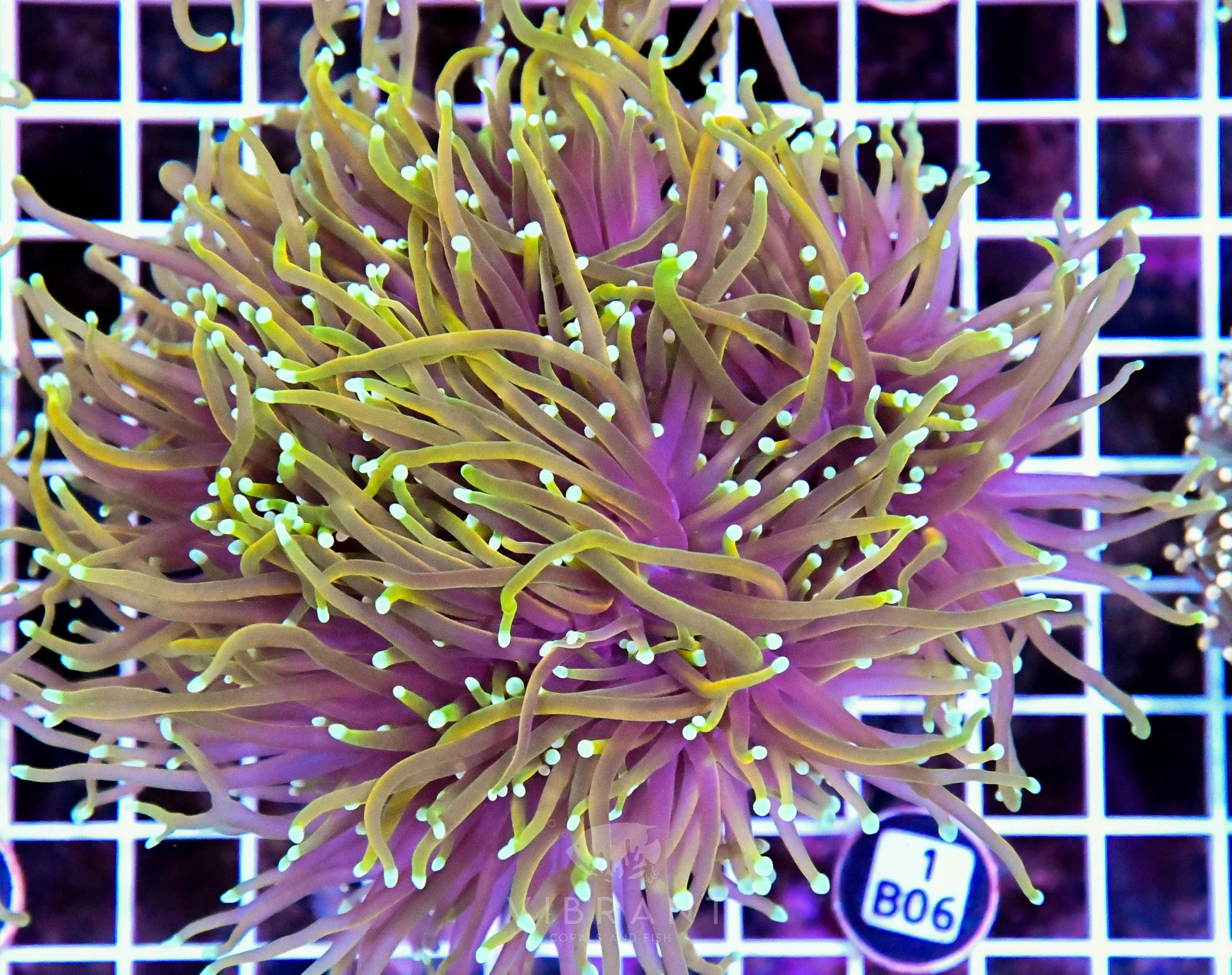 Torch INDO Colony