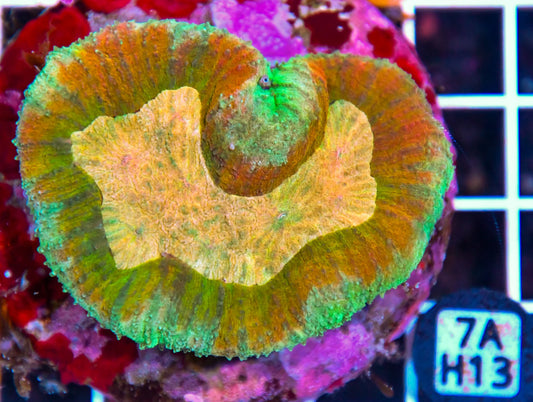 Symphyllia INDO