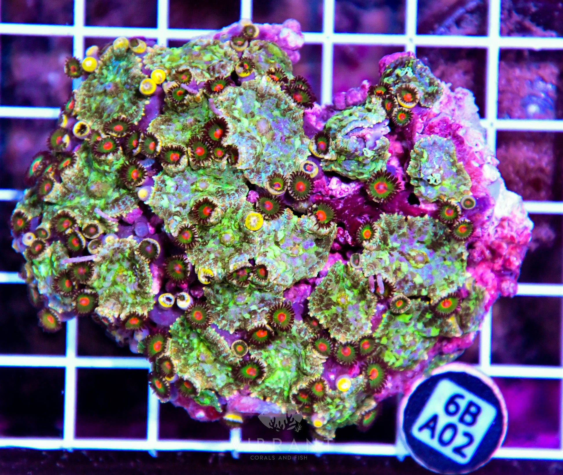 Mushroom INDO W