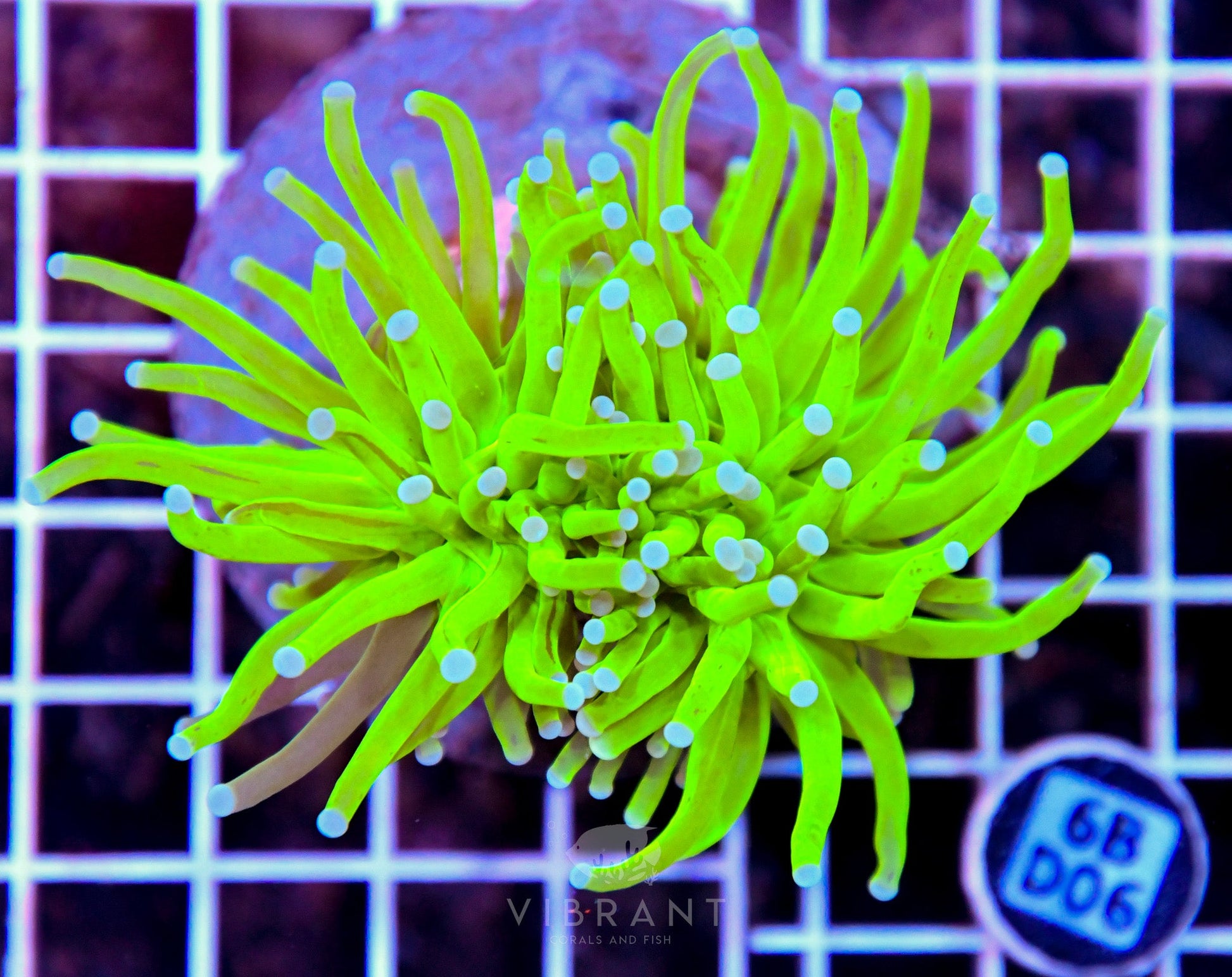 Torch INDO